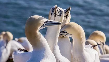 JIU YOU GAME-新疆男篮引进新外援提升锋线火力，新疆男篮的外援新情况