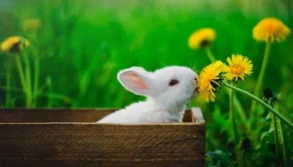 JIU YOU GAME-新疆男篮引进新外援提升锋线火力，新疆男篮的外援新情况