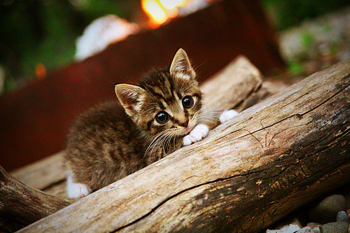 2018年季后赛：库里在与火箭的系列赛中投中史上最长距离的三分球，震撼全场！