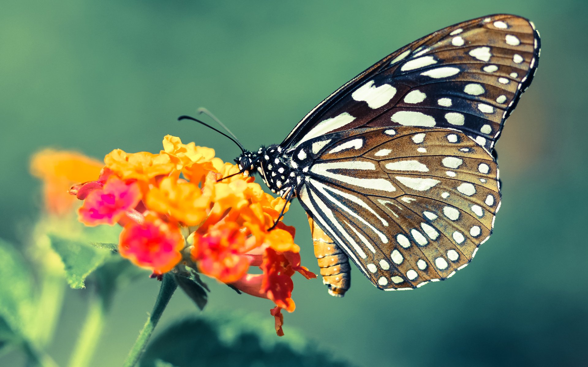 Jiuyou-_城市天际线越野：穿越建筑群的极速挑战_，城市天际线穿过铁路