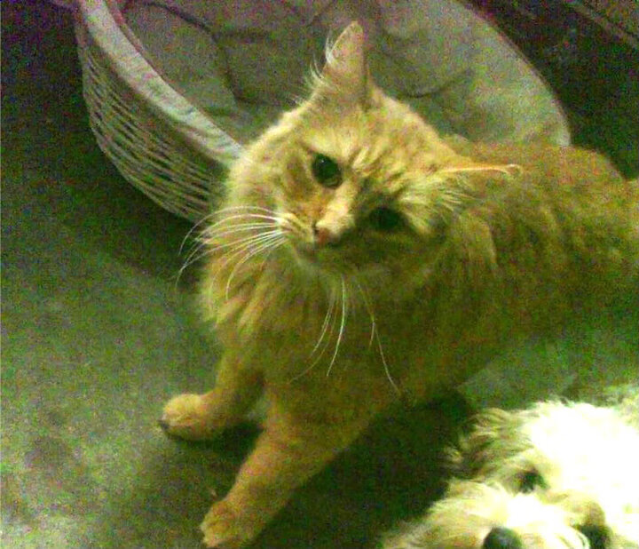 _奇才队战术调整到位,胜利不断_,奇才队比赛最新战况