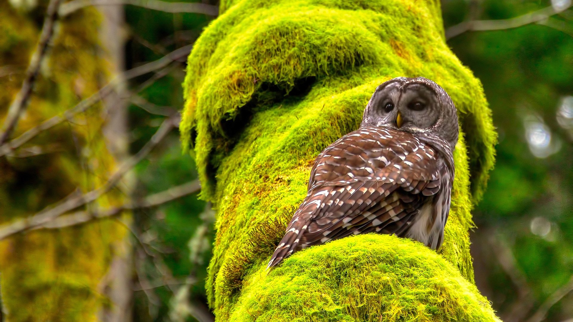 “冷门爆炸：黑马球队逆袭登顶的故事”，黑马系的小说