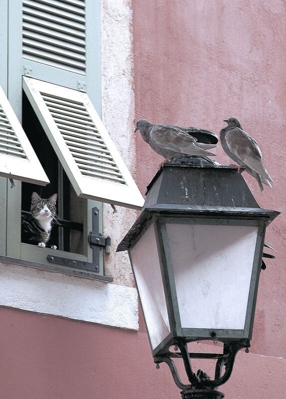 九游网游官网-“法甲排名变动频繁，豪门死磕到底”，法甲排位