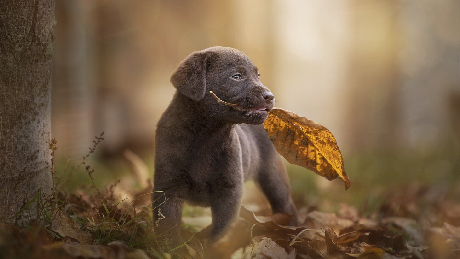 《新兴游戏崛起：电竞界的下一匹黑马》，游戏新星