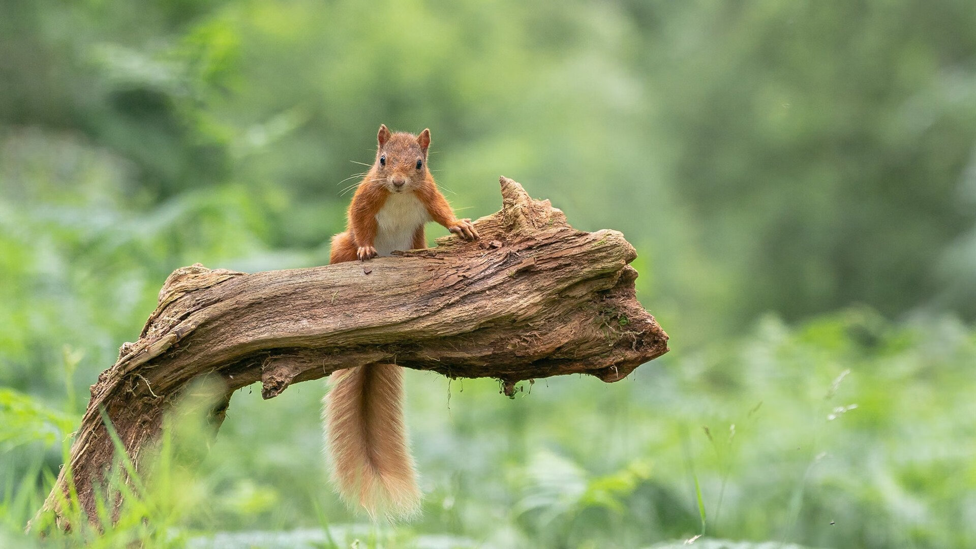 Jiuyou-全球F1粉丝共庆：赛季中最热闹的粉丝聚会，f1分站冠军最多的车手